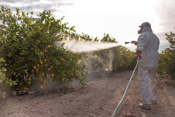 Best Bed Bug Extermination  in Csar Chvez, TX
