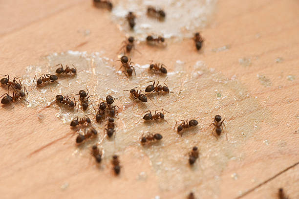 Best Termite Control Services  in Csar Chvez, TX