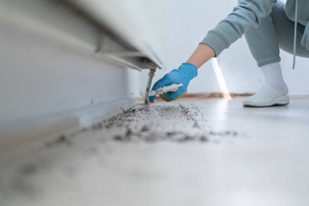 Best Local Pest Control Services  in Csar Chvez, TX